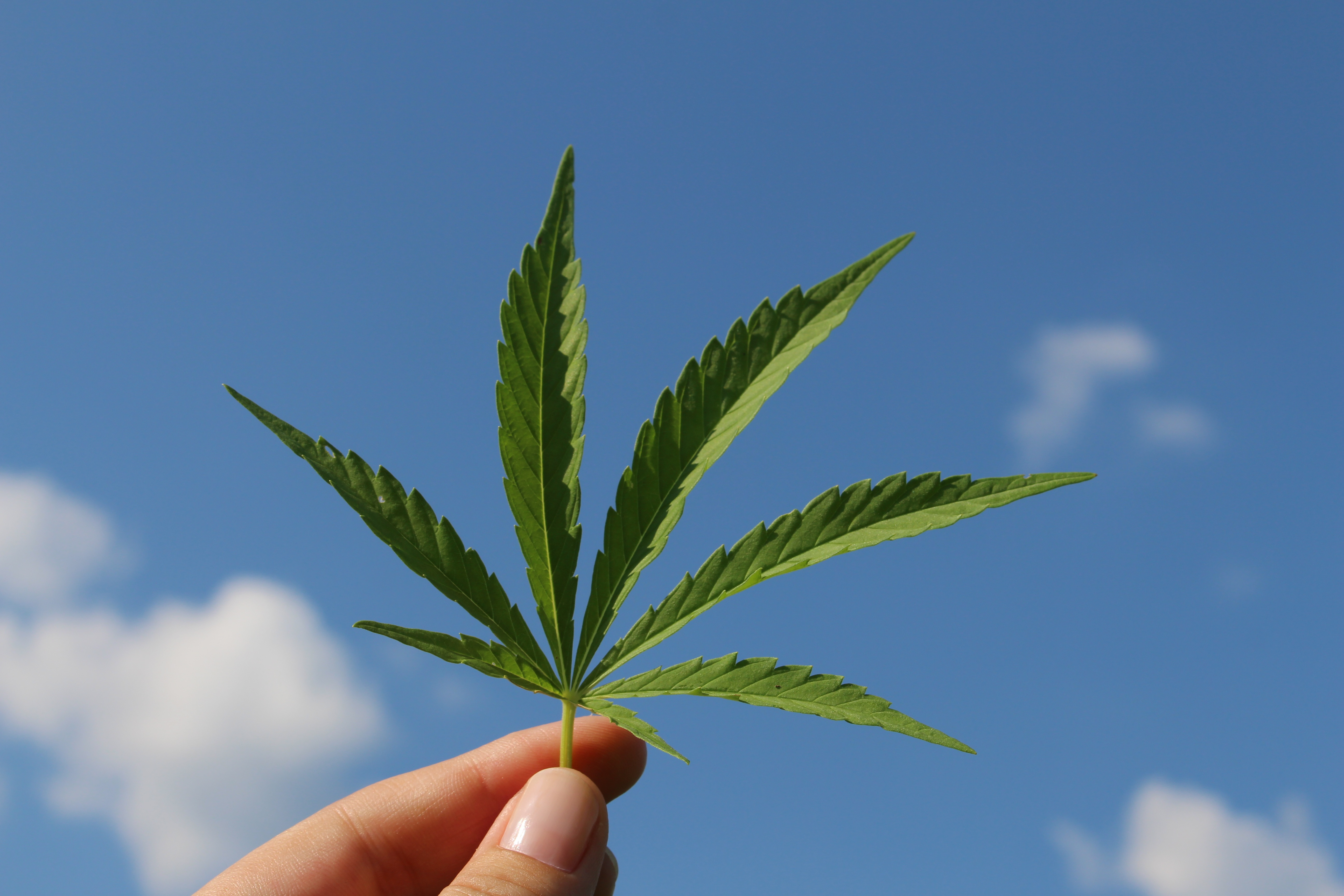 Hand hält eine Marihuana-Pflanze